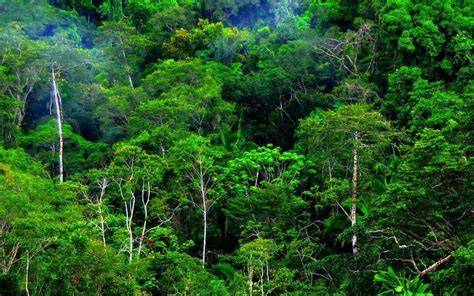 Hutan Tropis