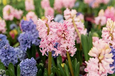 Hyacinths_request A Free Spring 2013 Catalog_sitelink