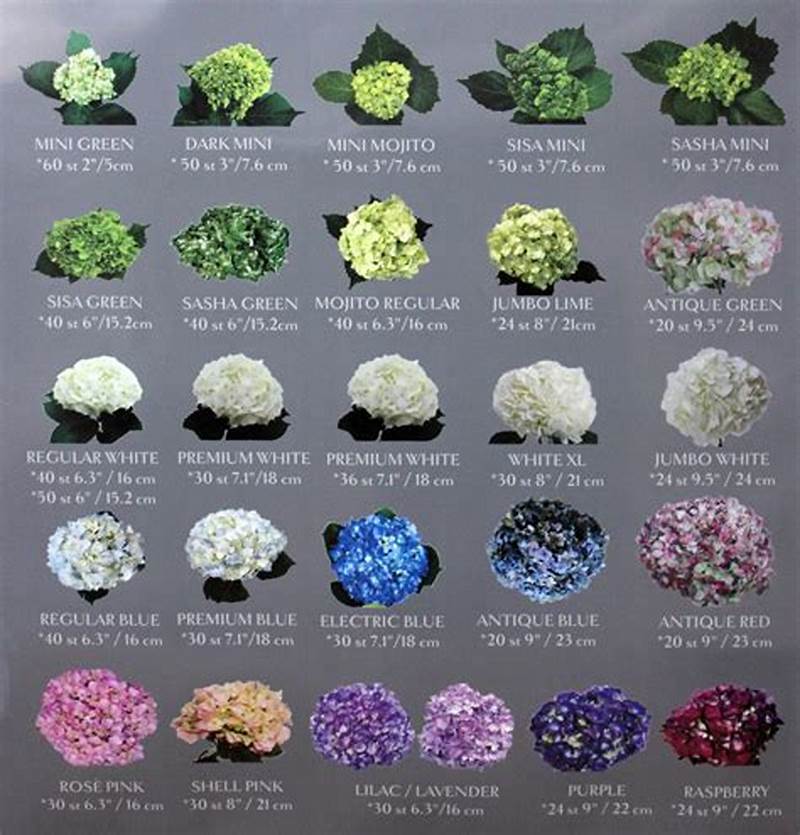 Hydrangea Color Chart