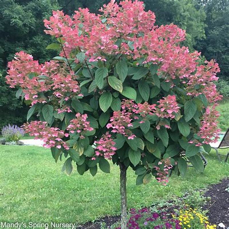 Hydrangea Quick Fire Tree Form
