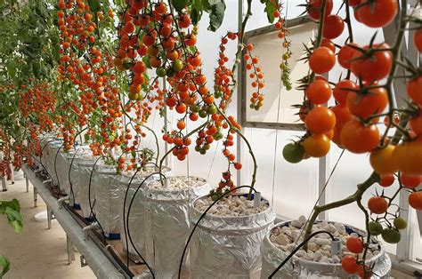 Hydroponic Tomato Seedlings Selection