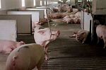 IKEA Commercial Pig Farmer