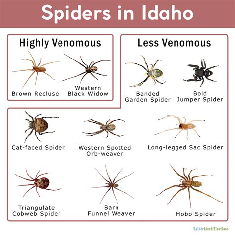 Idaho Spider Identification Chart