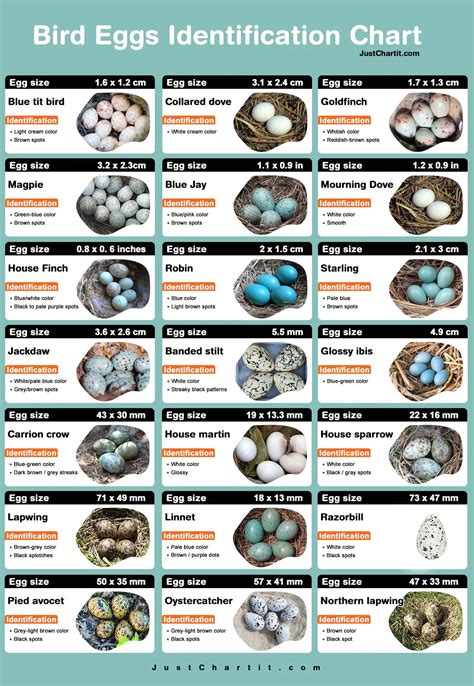 Identifying Bird Eggs Chart