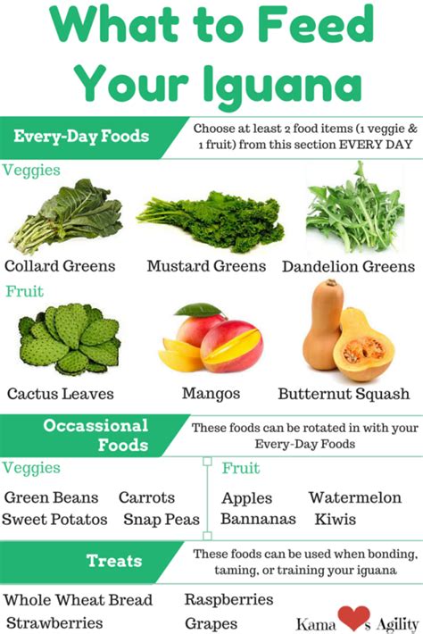 Iguana Food Chart