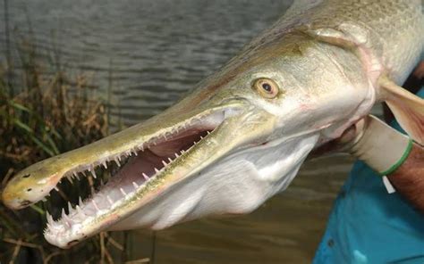 Ikan Aligator