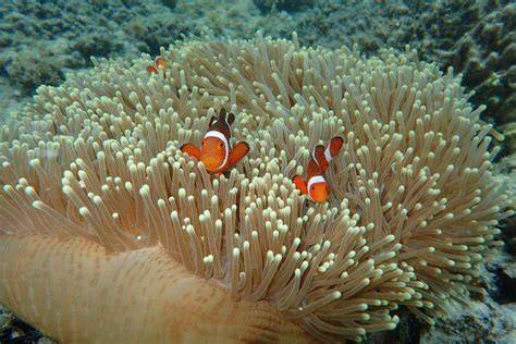 Ikan Badut dan Anemon Laut