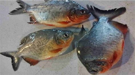 Ikan Bawal