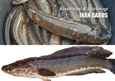 Ikan Gabus