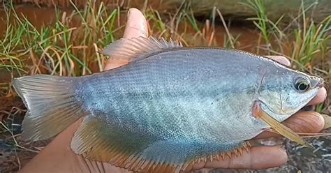 Ikan Sepat