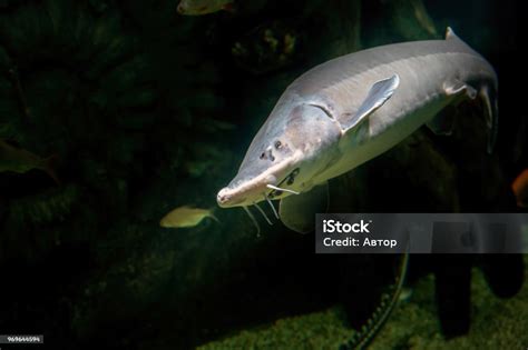 Ikan Sturgeon