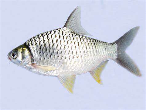 Ikan Tawes