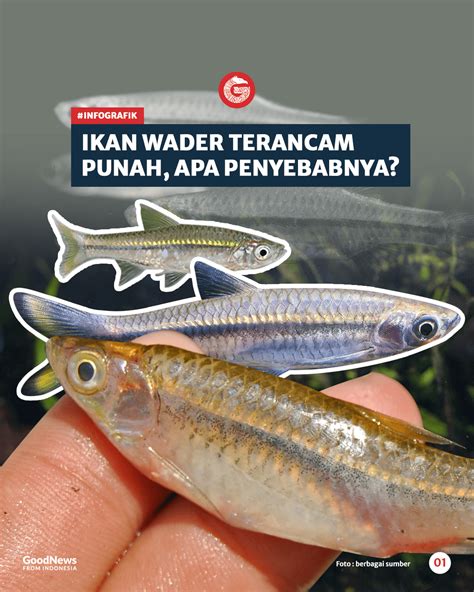 Ikan Wader