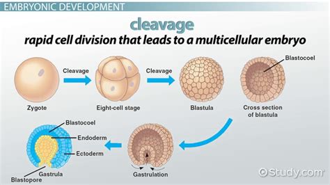 Illustration of cleavage process