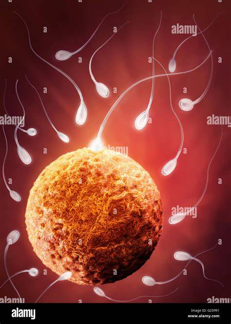Illustration of sperm reaching egg