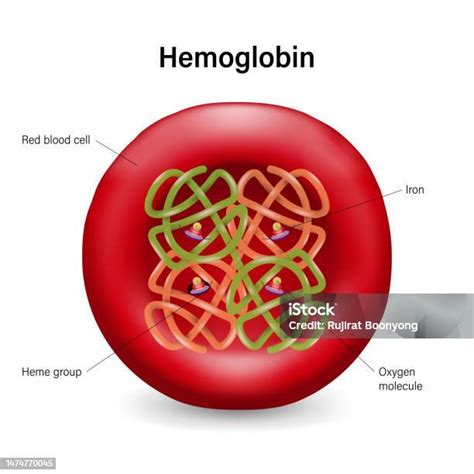 Ilustrasi Hemoglobin