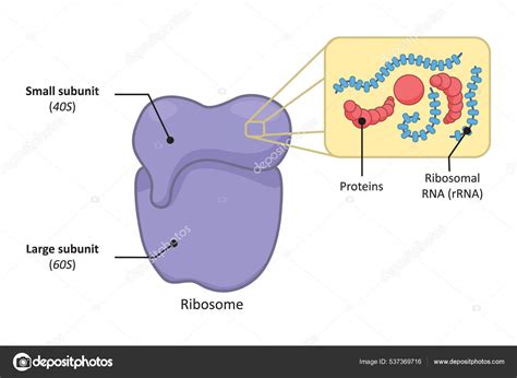 Ilustrasi Ribosom