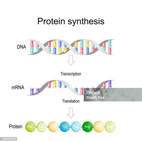 Ilustrasi Sintesis Protein