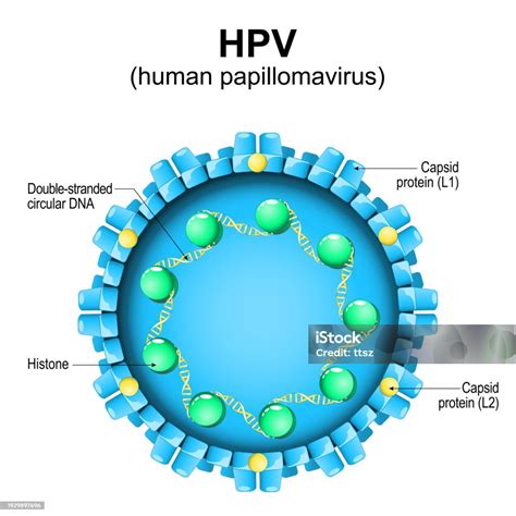 Ilustrasi virus HPV