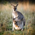 Images of Kangaroos Joey
