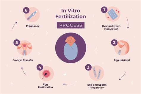IVF Process