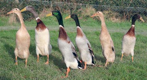 Indian Runner Duck