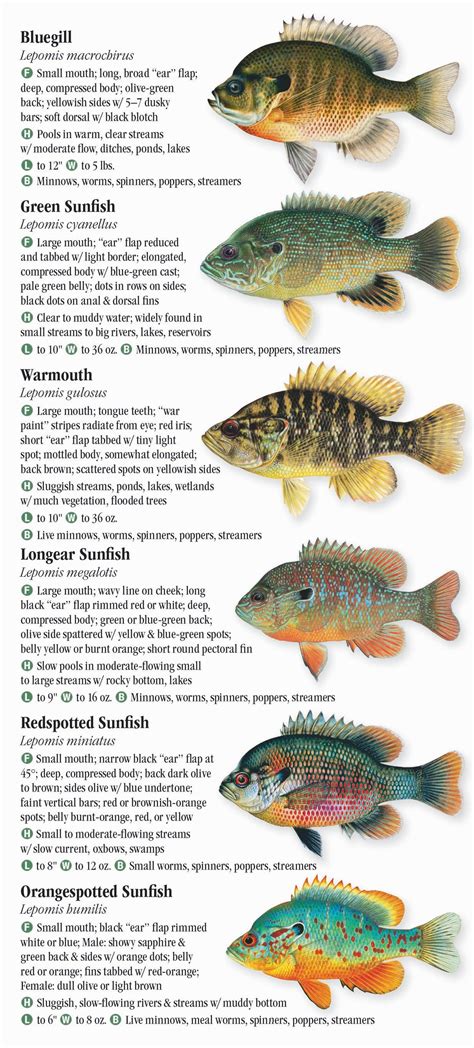 Indiana Fish Identification Chart