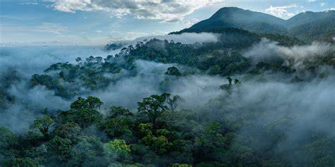 Indonesian Forest
