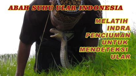 Indra penciuman ular