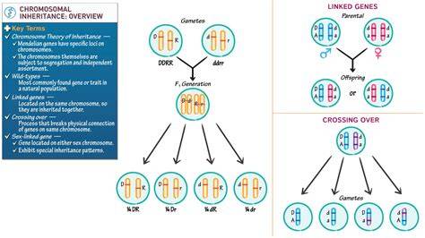 Inheritance of chromosomes