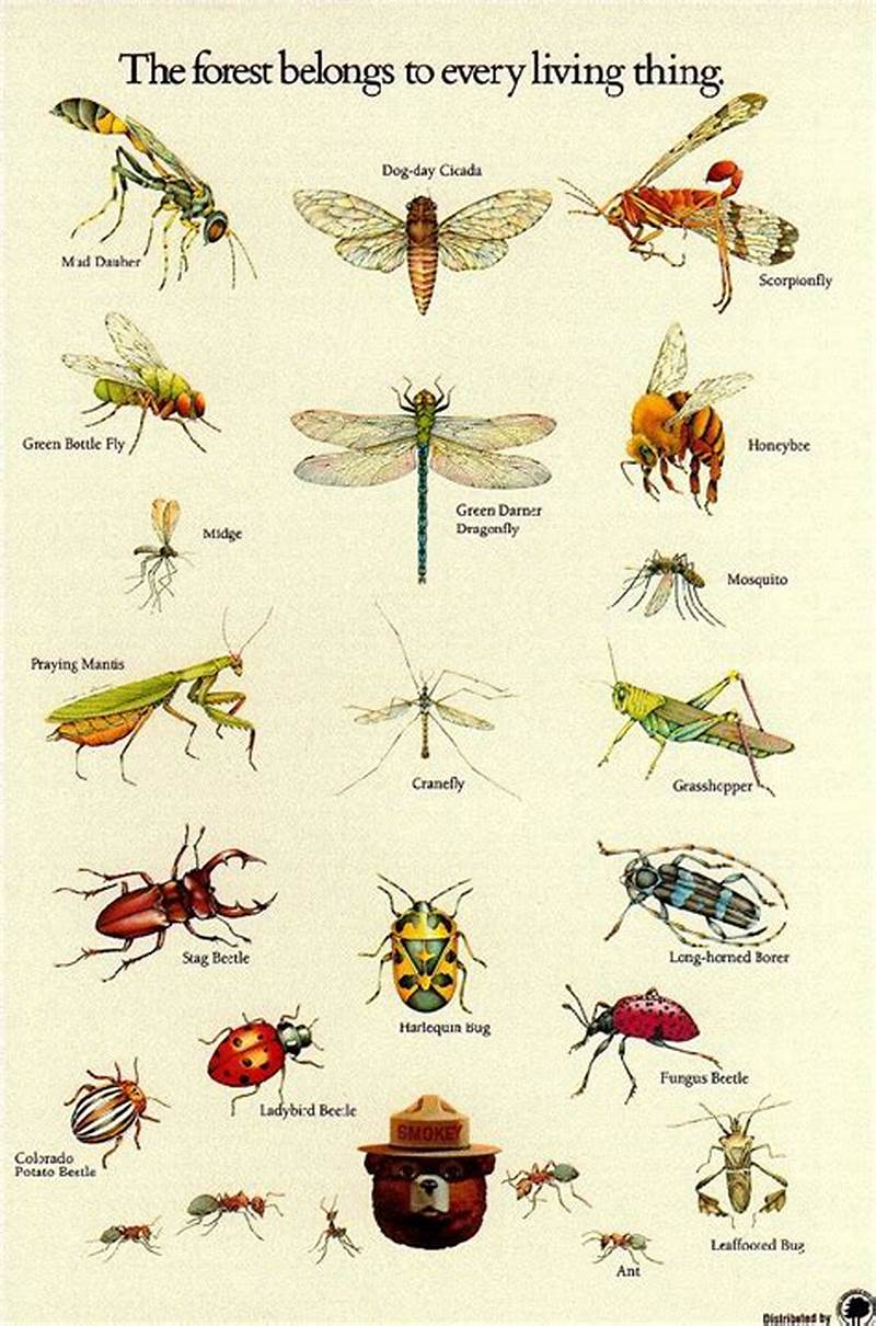 Insect Identification Chart