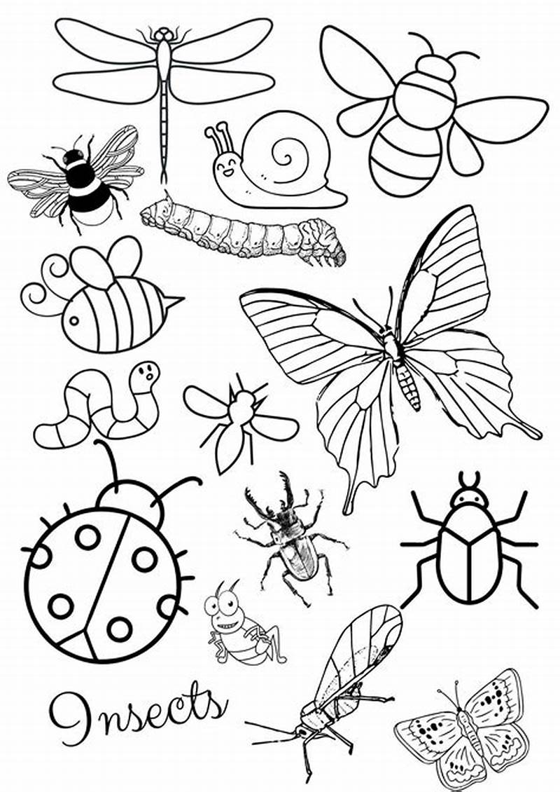 Insect Pictures Printable