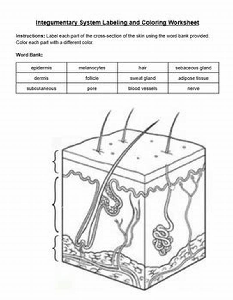 Integumentary System Coloring Worksheet Answers