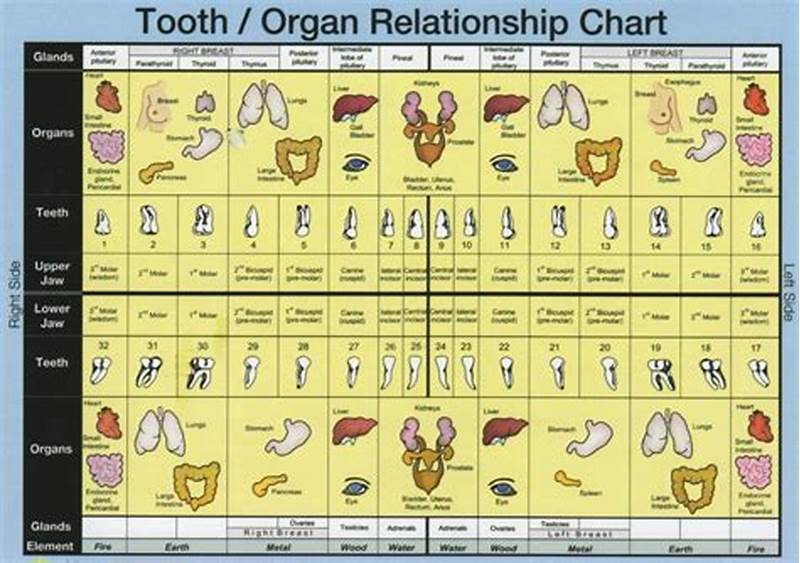Interactive Meridian Tooth Chart