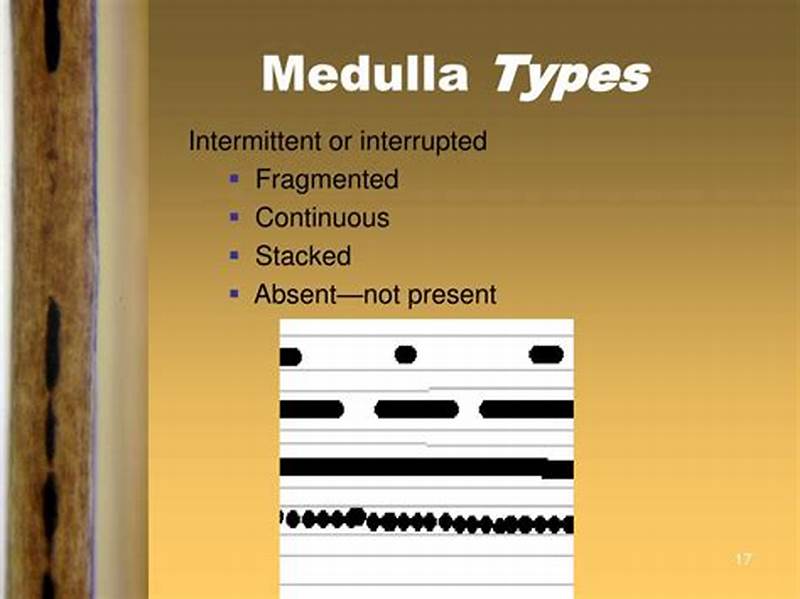 Interrupted Medulla Pattern