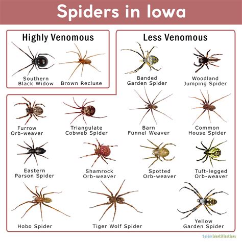 Iowa Spider Identification Chart