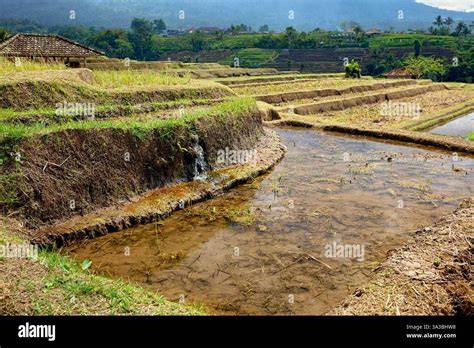 Fakta Menarik Irigasi Indonesia