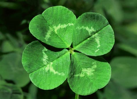 Is 3 leaf clover bad luck