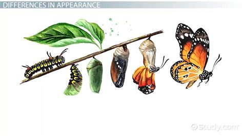 Is Metamorphosize a word