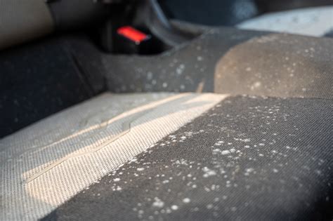 Is Mold In A Car Dangerous