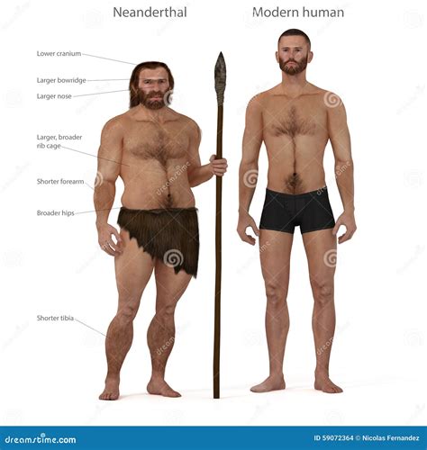Is a Neanderthal the same as a caveman