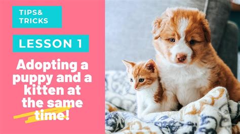 Is it OK to get a puppy and a kitten at the same time