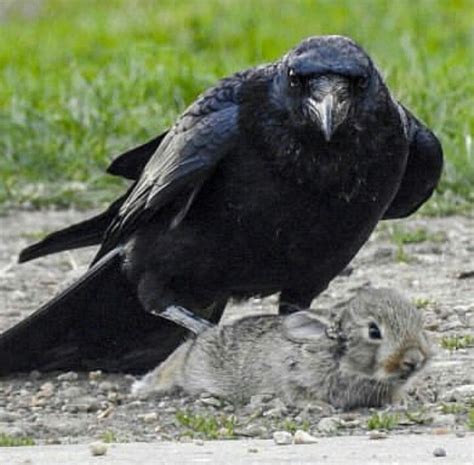 Is it a raven or a rabbit