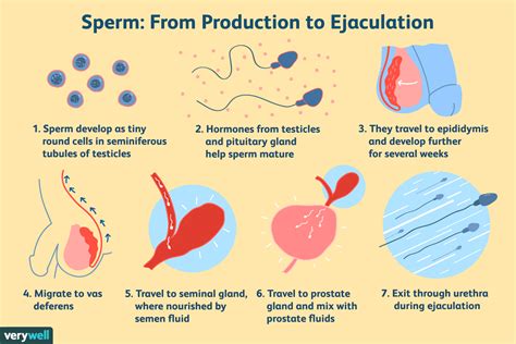 Is it normal for a man to ejaculate early