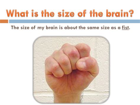 Is it true that your brain is the size of two fists