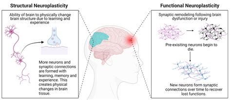 Is neuroplasticity a theory