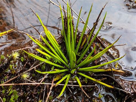 Isoetes