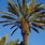 Israel Palm Trees