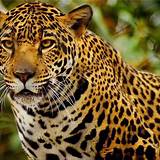 Biografia Jaguares