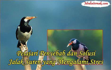 Jalak Suren Stres